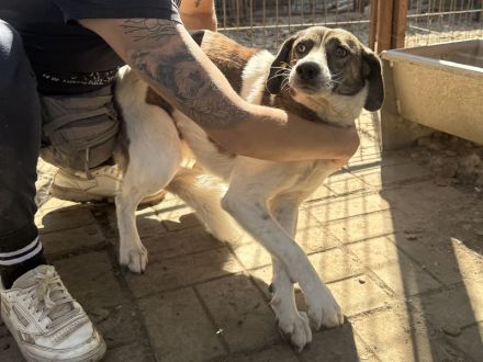 Nora, zarte, unsichere Hündin, die sanfte und geduldige Menschen sucht, 1 Jahr, 51 cm