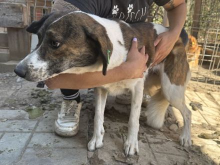 Nora, zarte, unsichere Hündin, die sanfte und geduldige Menschen sucht, 1 Jahr, 51 cm