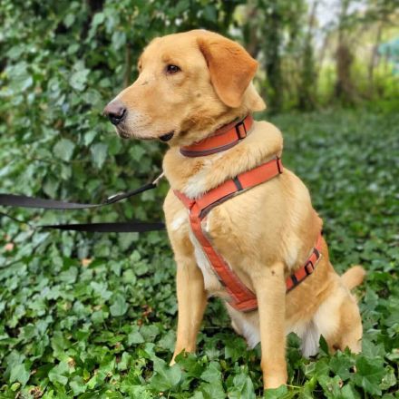 Spiky in 19406 Hohen Pritz sucht sein Für-immer-Zuhause