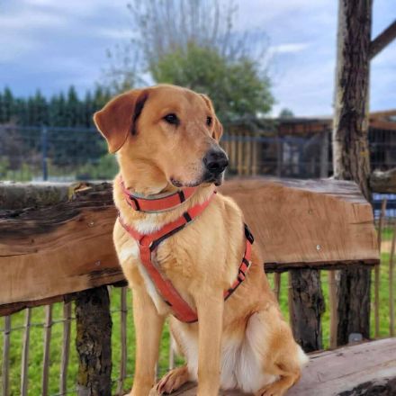 Spiky in 19406 Hohen Pritz sucht sein Für-immer-Zuhause