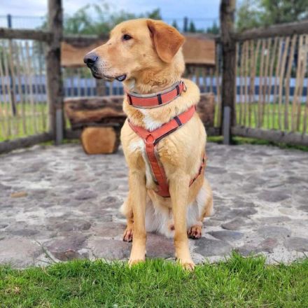 Spiky in 19406 Hohen Pritz sucht sein Für-immer-Zuhause