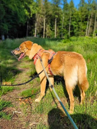 Spiky in 19406 Hohen Pritz sucht sein Für-immer-Zuhause