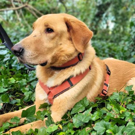 Spiky in 19406 Hohen Pritz sucht sein Für-immer-Zuhause