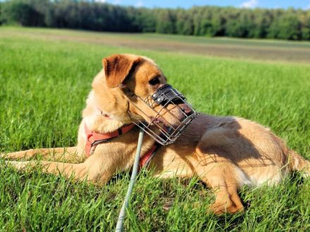 Spiky in 19406 Hohen Pritz sucht sein Für-immer-Zuhause