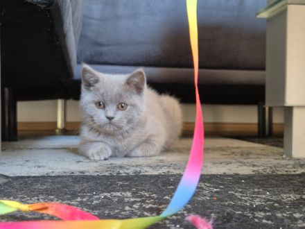 BKH Katzen mit Stammbaum, Britisch Kurzhaar Katzen mit