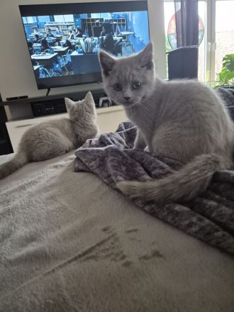 BKH Katzen mit Stammbaum, Britisch Kurzhaar Katzen mit