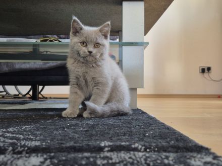 BKH Katzen mit Stammbaum, Britisch Kurzhaar Katzen mit