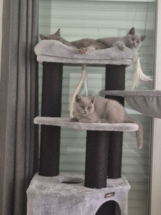 BKH Katzen mit Stammbaum, Britisch Kurzhaar Katzen mit