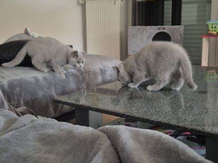 BKH Katzen mit Stammbaum, Britisch Kurzhaar Katzen mit