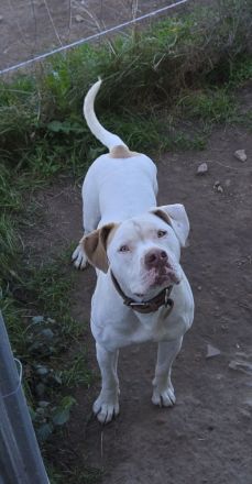 American Bulldog x Old english Bulldog Rüde