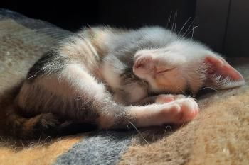 Agatha und Esmeralda