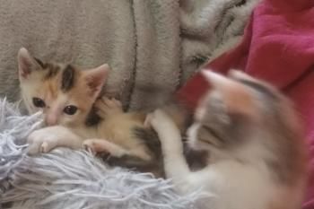 Agatha und Esmeralda