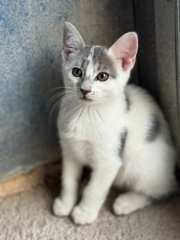 Marc, Merino und Brian