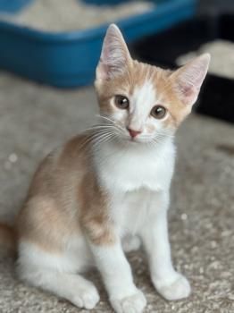 Marc, Merino und Brian