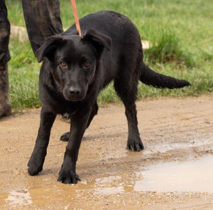 Noir, wunderschöne Mischlingshündin hat noch ein paar Flausen im Kopf