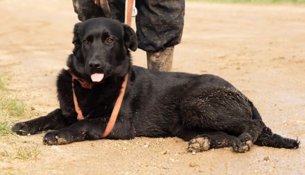 Noir, wunderschöne Mischlingshündin hat noch ein paar Flausen im Kopf
