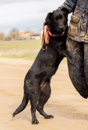 Noir, wunderschöne Mischlingshündin hat noch ein paar Flausen im Kopf