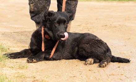 Noir, wunderschöne Mischlingshündin hat noch ein paar Flausen im Kopf