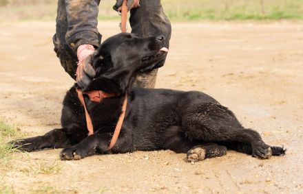 Noir, wunderschöne Mischlingshündin hat noch ein paar Flausen im Kopf
