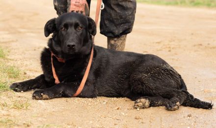 Noir, wunderschöne Mischlingshündin hat noch ein paar Flausen im Kopf