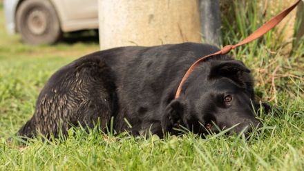 Noir, wunderschöne Mischlingshündin hat noch ein paar Flausen im Kopf