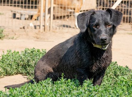 Deka, kleiner junger Rüde sucht eine liebe Familie