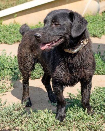 Deka, kleiner junger Rüde sucht eine liebe Familie