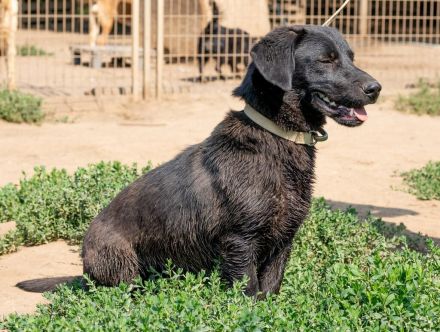 Deka, kleiner junger Rüde sucht eine liebe Familie