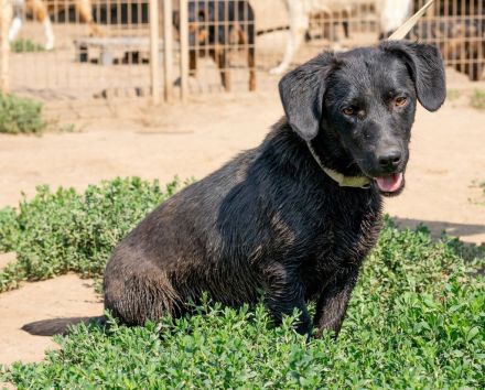 Deka, kleiner junger Rüde sucht eine liebe Familie