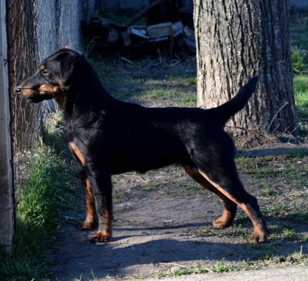Jagdterrier female
