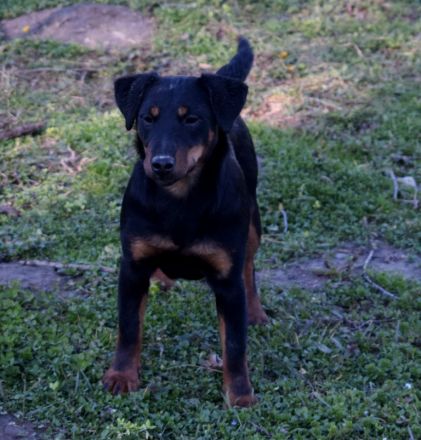 Jagdterrier female