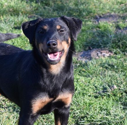 Jagdterrier female
