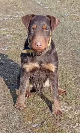 Jagdterrier female
