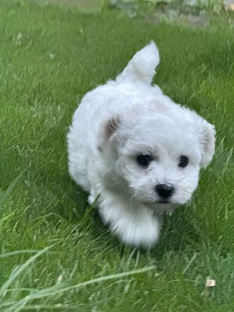 Bichon Frisé Welpen