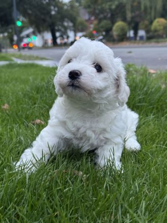 Bichon Frisé Welpen