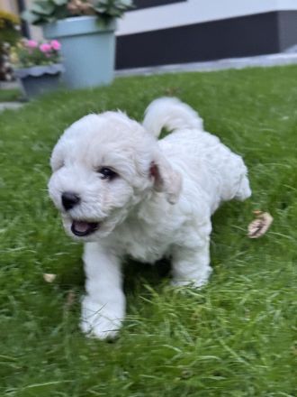 Bichon Frisé Welpen