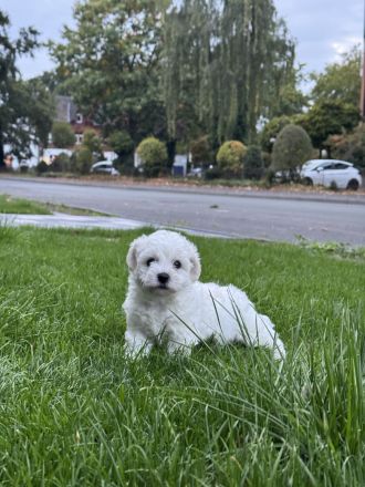 Bichon Frisé Welpen