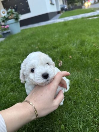 Bichon Frisé Welpen