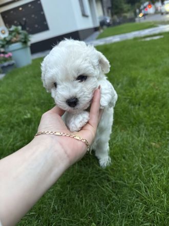 Bichon Frisé Welpen