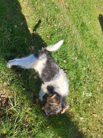 Drahthaar Foxterrier Welpen mit Ahnentafel