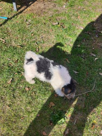Drahthaar Foxterrier Welpen mit Ahnentafel