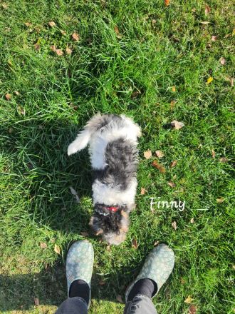 Drahthaar Foxterrier Welpen mit Ahnentafel