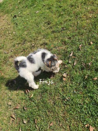 Drahthaar Foxterrier Welpen mit Ahnentafel