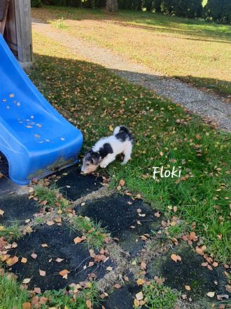 Drahthaar Foxterrier Welpen mit Ahnentafel