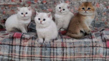 BKH of golden Marker