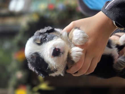 Süße Border /Aussi Hündin sucht