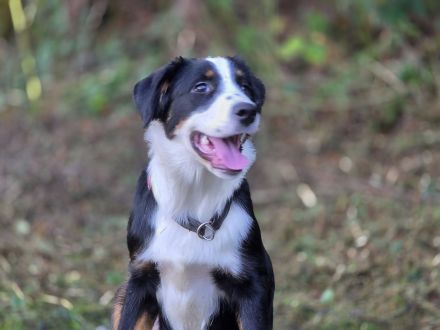 Süße Border /Aussi Hündin sucht