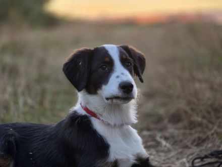 Süße Border /Aussi Hündin sucht