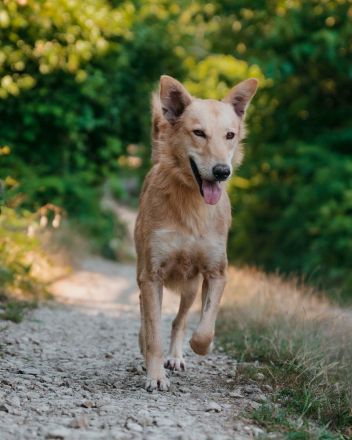 Yasmin sucht ein sportliches Zuhause