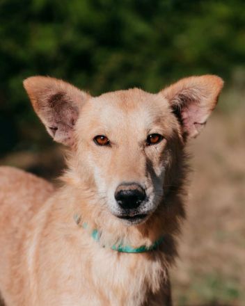 Yasmin sucht ein sportliches Zuhause